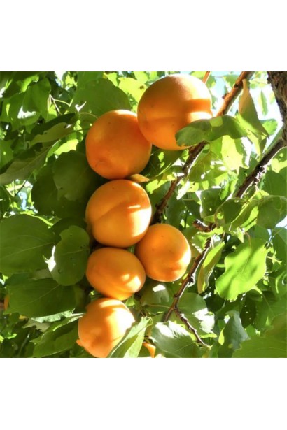 Апріум Флейвор Делайт - яскраві помаранчеві плоди